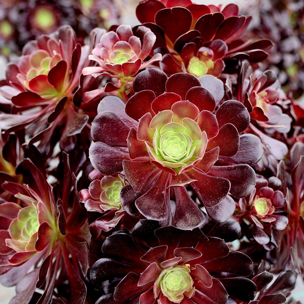 <i>Aeonium</i> 'Zwartkop'