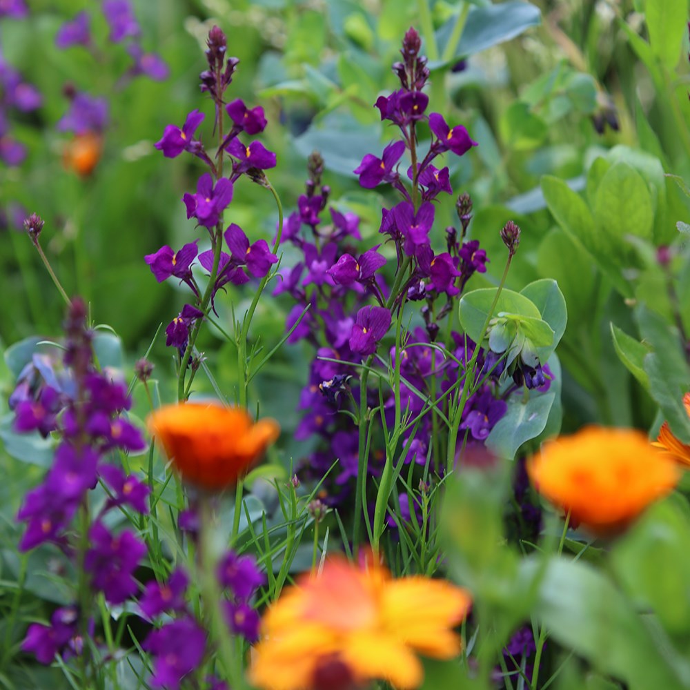 <i>Linaria maroccana</i> 'Licilia Violet' (Licilia Series)