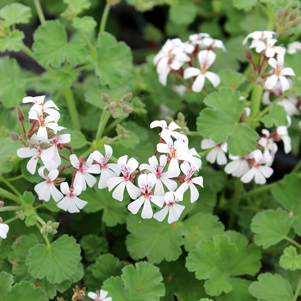 <i>Pelargonium fragrans</i> 
