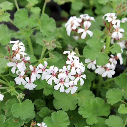 Pelargonium fragrans