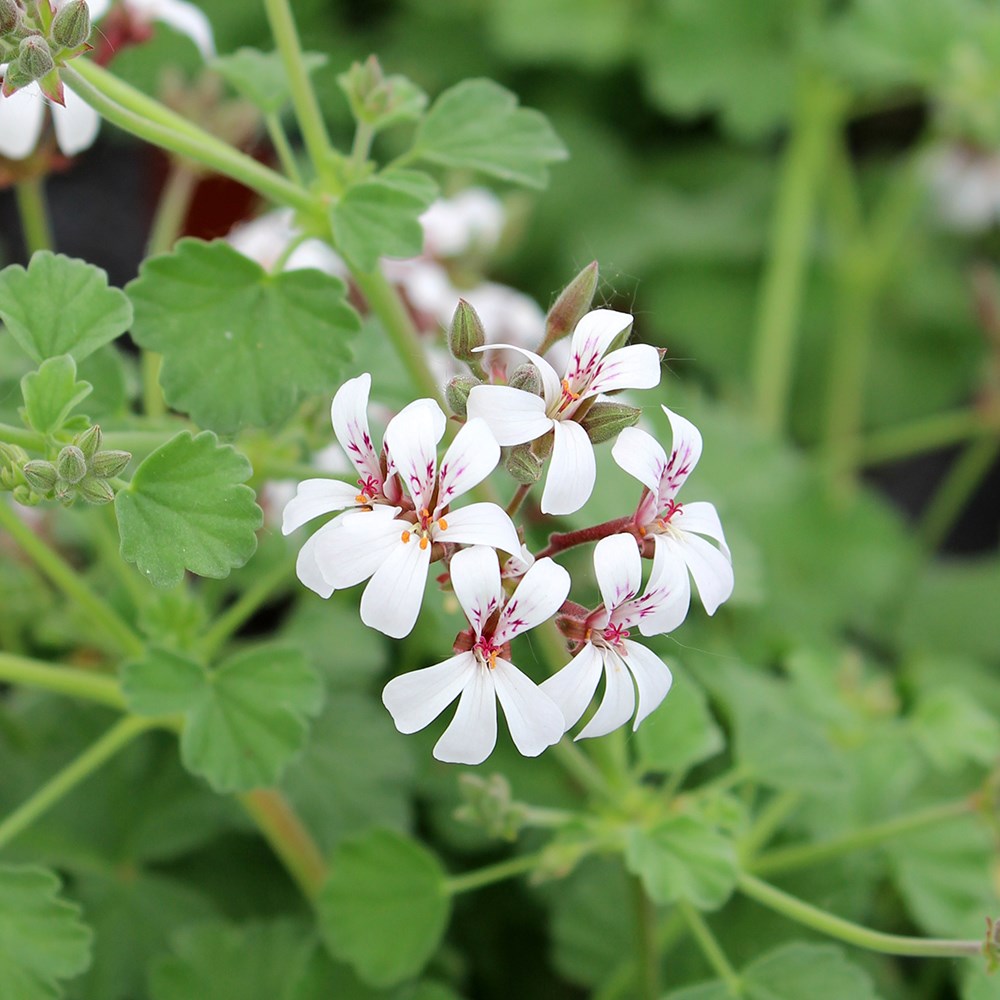 <i>Pelargonium fragrans</i> 