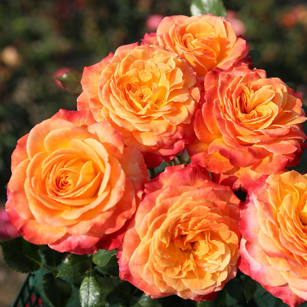 <i>Rosa</i> <b class=small-caps>Meteor</b> ('Korzeigar') (PBR) | Floribunda Bush Rose
