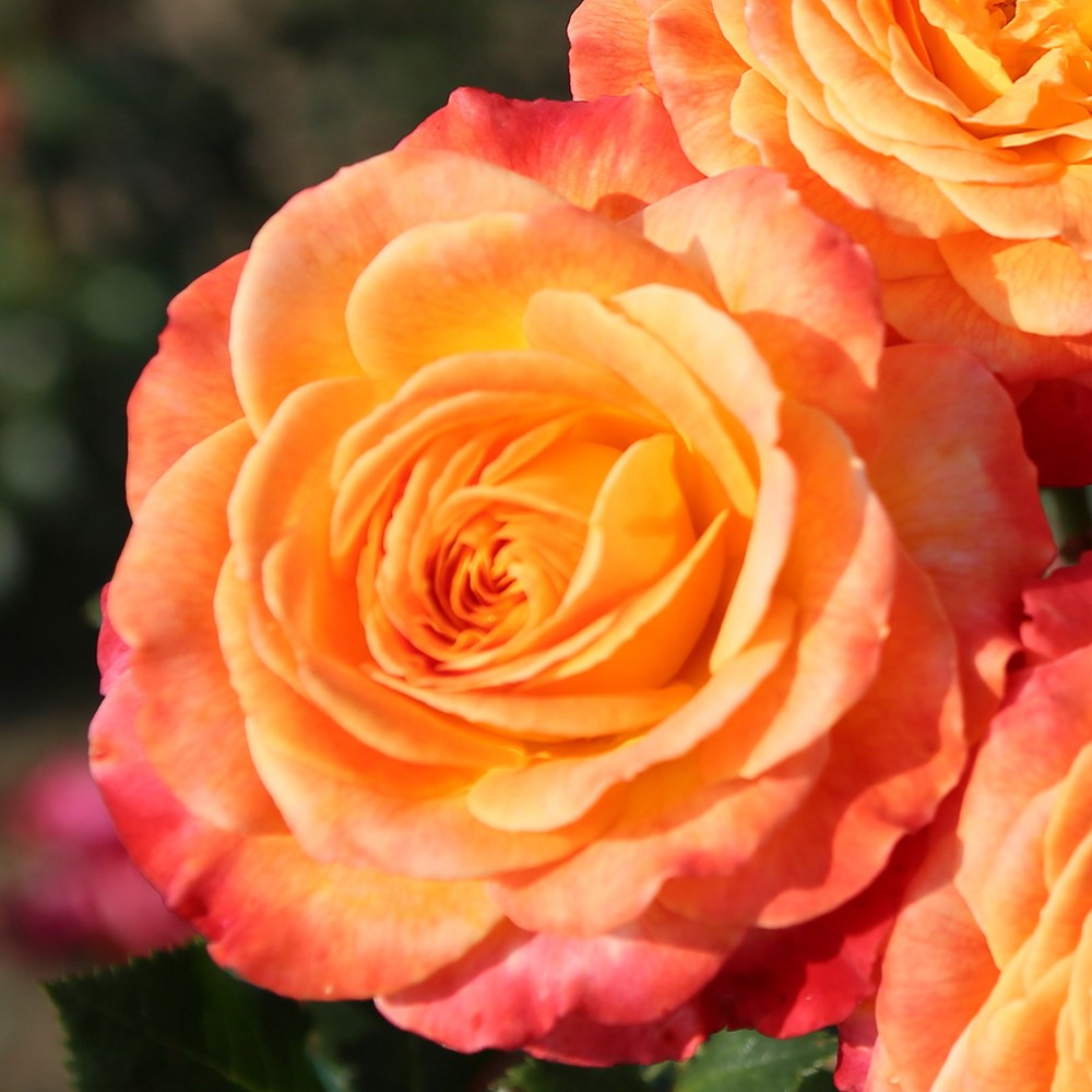 <i>Rosa</i> <b class=small-caps>Meteor</b> ('Korzeigar') (PBR) | Floribunda Bush Rose