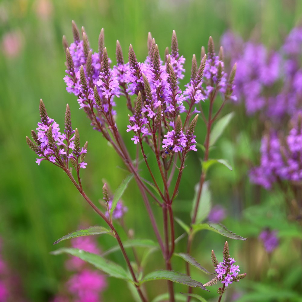 <i>Verbena hastata</i> 