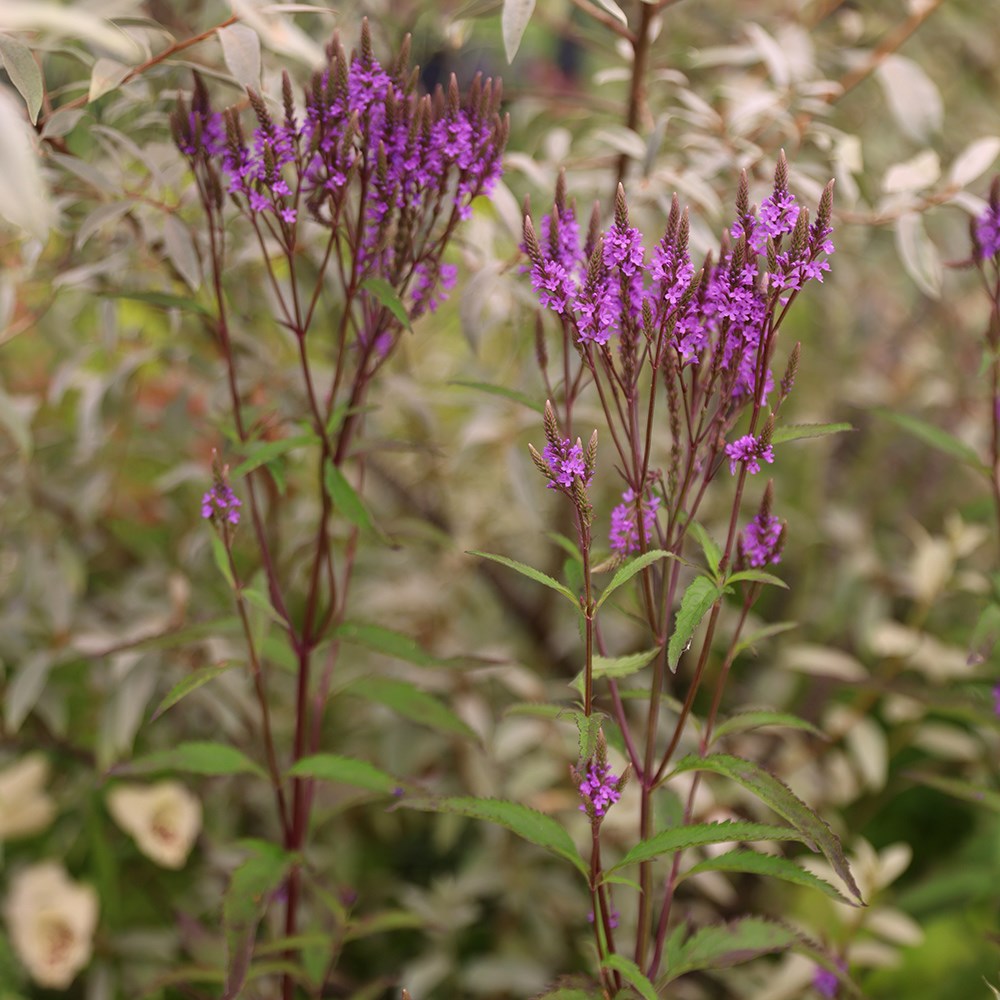 <i>Verbena hastata</i> 