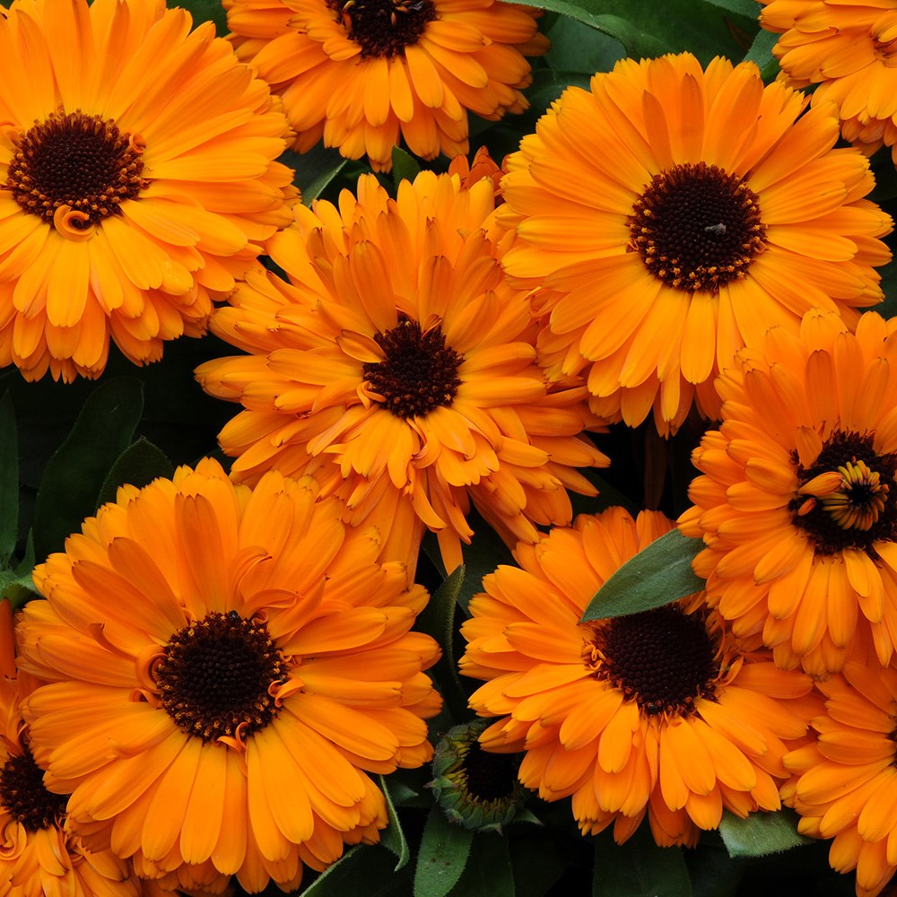 <i>Calendula officinalis</i> 'Fiesta Orange'