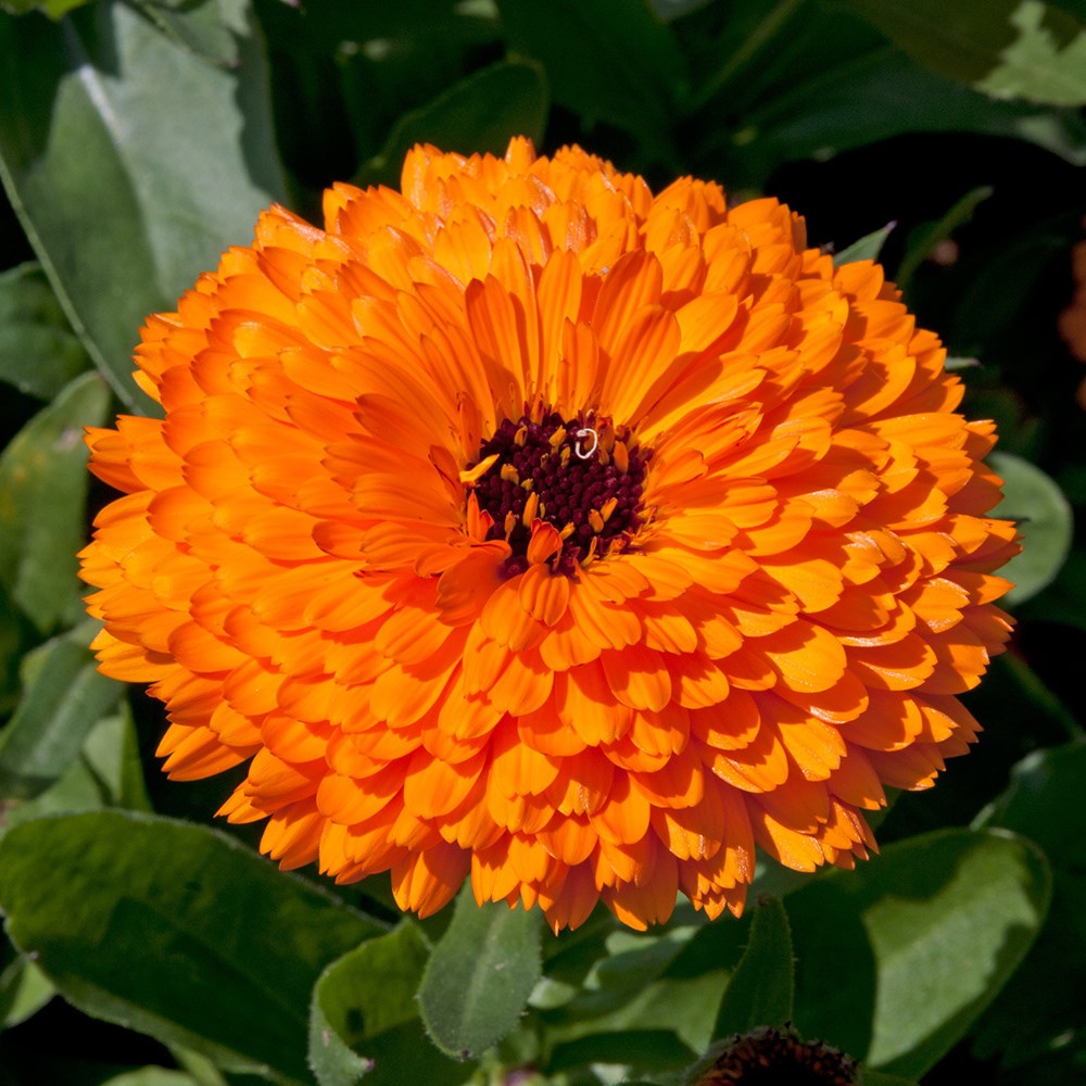<i>Calendula officinalis</i> 'Fiesta Orange'