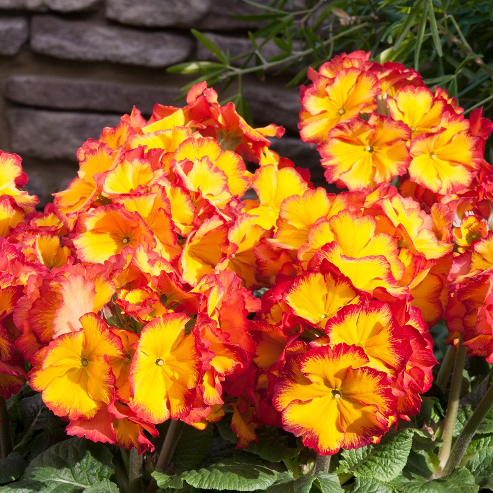 <i>Primula</i> 'Showstopper Fire Dragon'