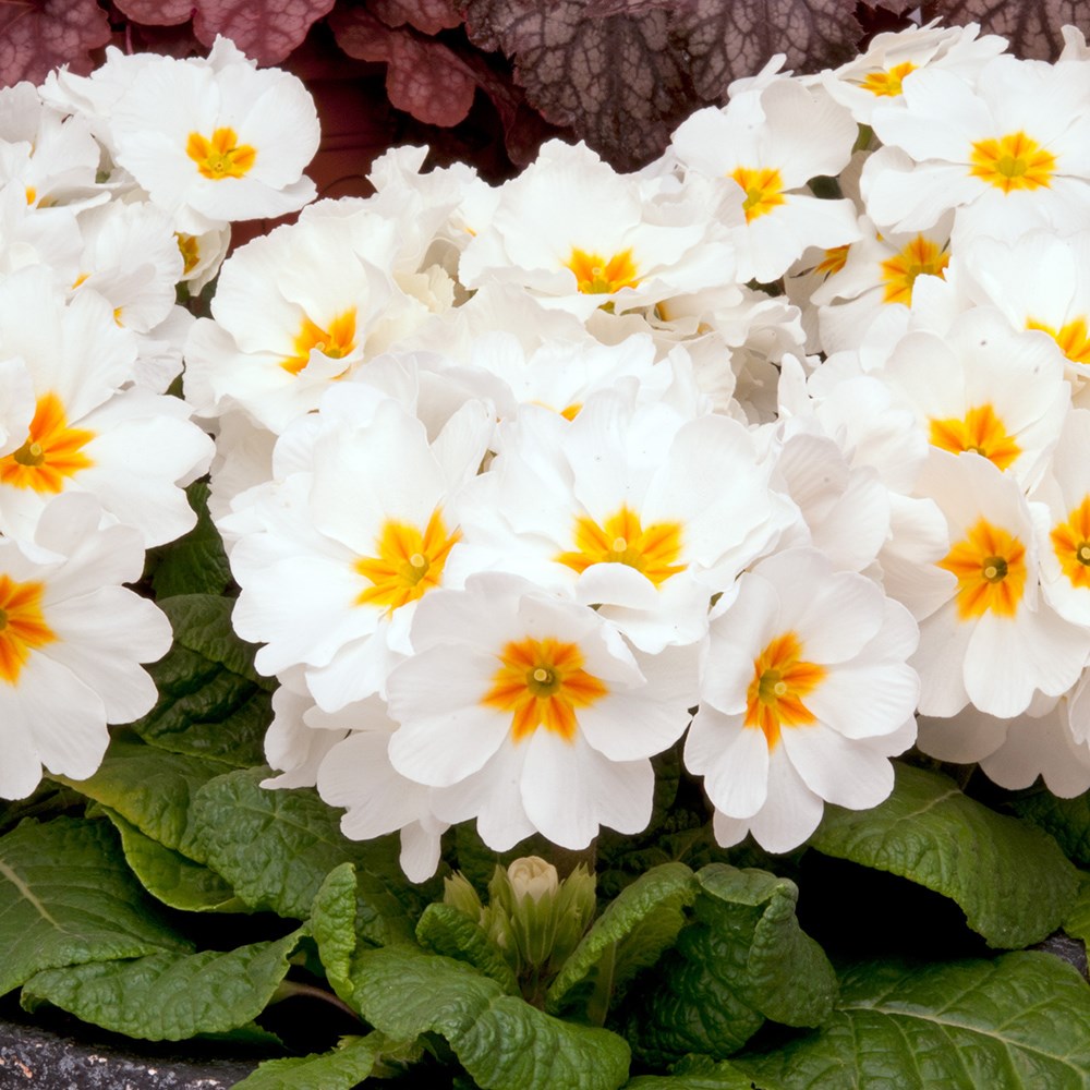 <i>Primula</i> 'Showstopper White'