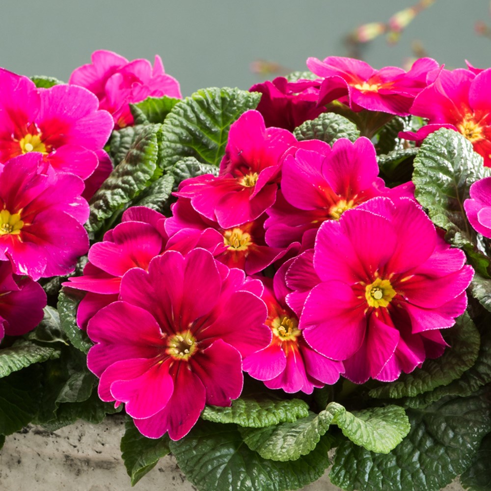 <i>Primula vulgaris</i> 'Raspberry Rose'