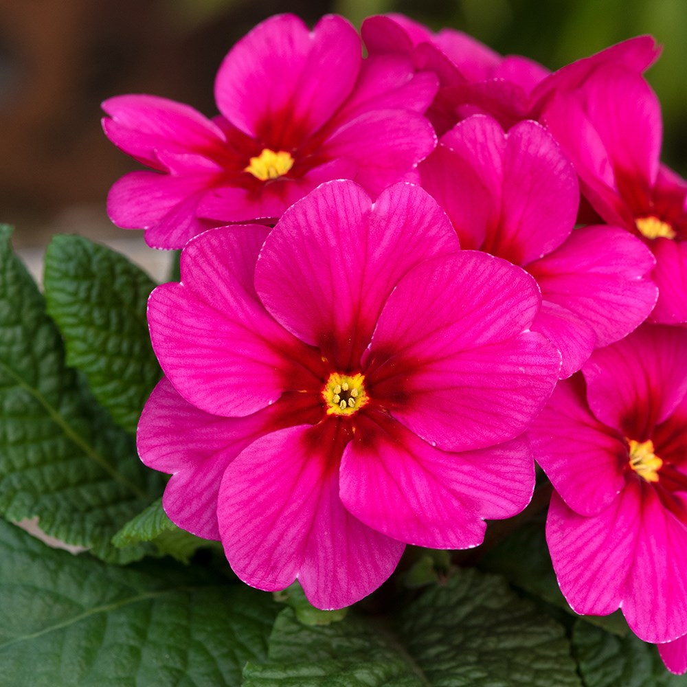 <i>Primula vulgaris</i> 'Raspberry Rose'
