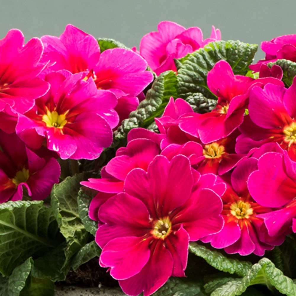 <i>Primula vulgaris</i> 'Raspberry Rose'