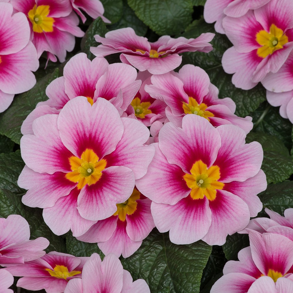 <i>Primula</i> 'Husky Appleblossom' (Husky Series)