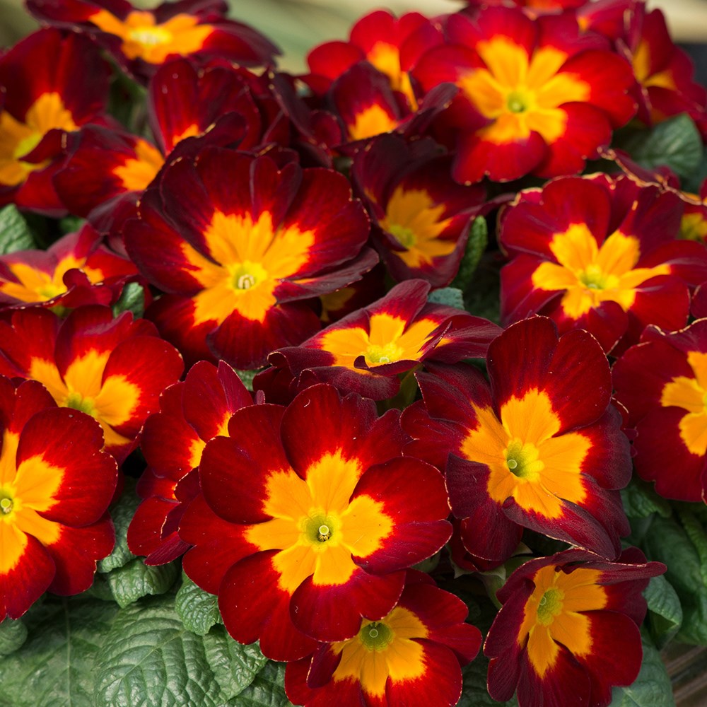 <i>Primula</i> 'Husky Bloody Mary' (Husky Series)