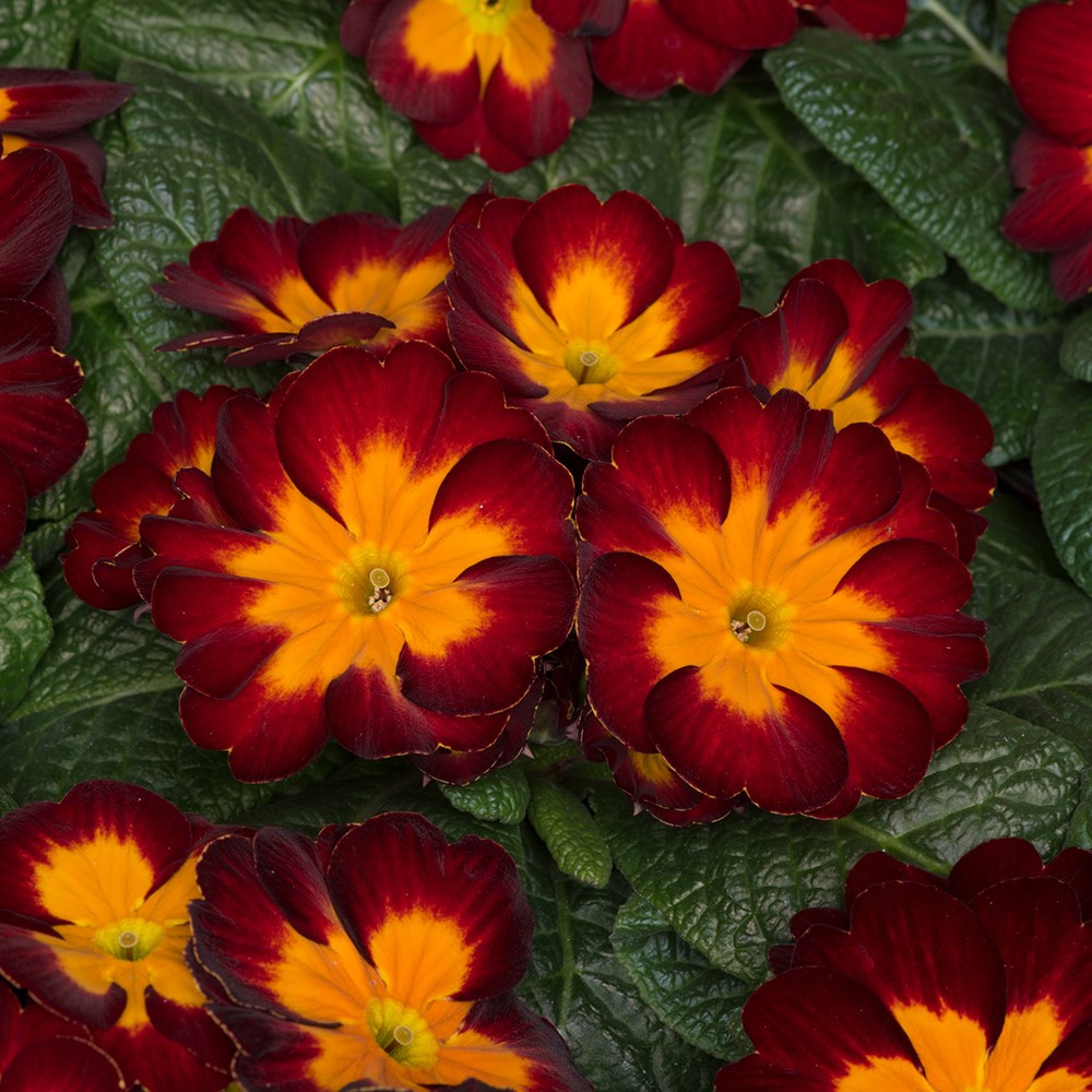 <i>Primula</i> 'Husky Bloody Mary' (Husky Series)
