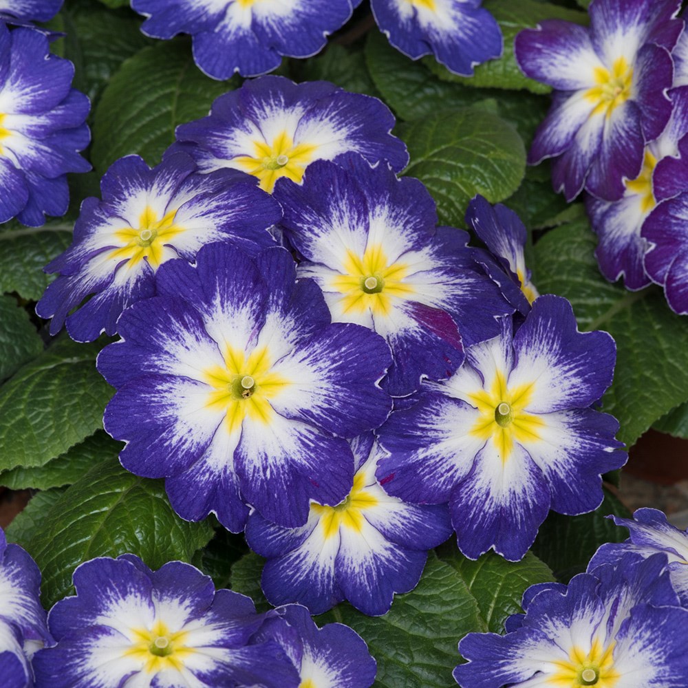 <i>Primula</i> 'Husky Blue Bicolour' (Husky Series)