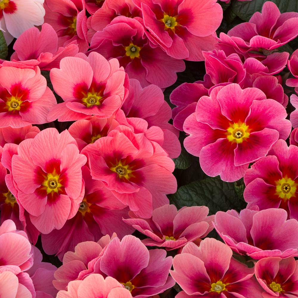 <i>Primula</i> 'Husky Raspberry Punch' (Husky Series)
