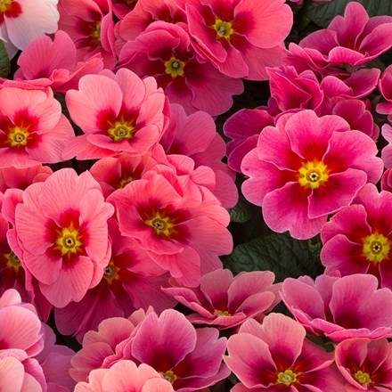 Primula Husky Raspberry Punch (Husky Series)