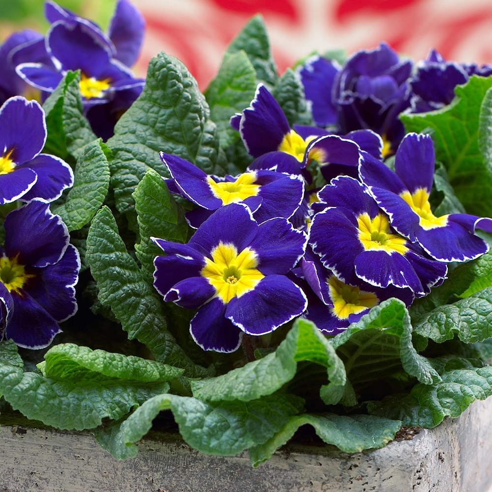 <i>Primula</i> 'Eclipse Blue'