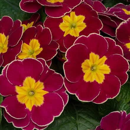 Primula Eclipse Burgundy