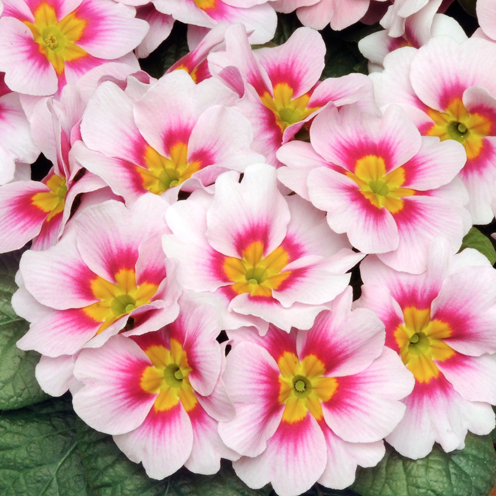 <i>Primula</i> 'Bonneli Appleblossom'