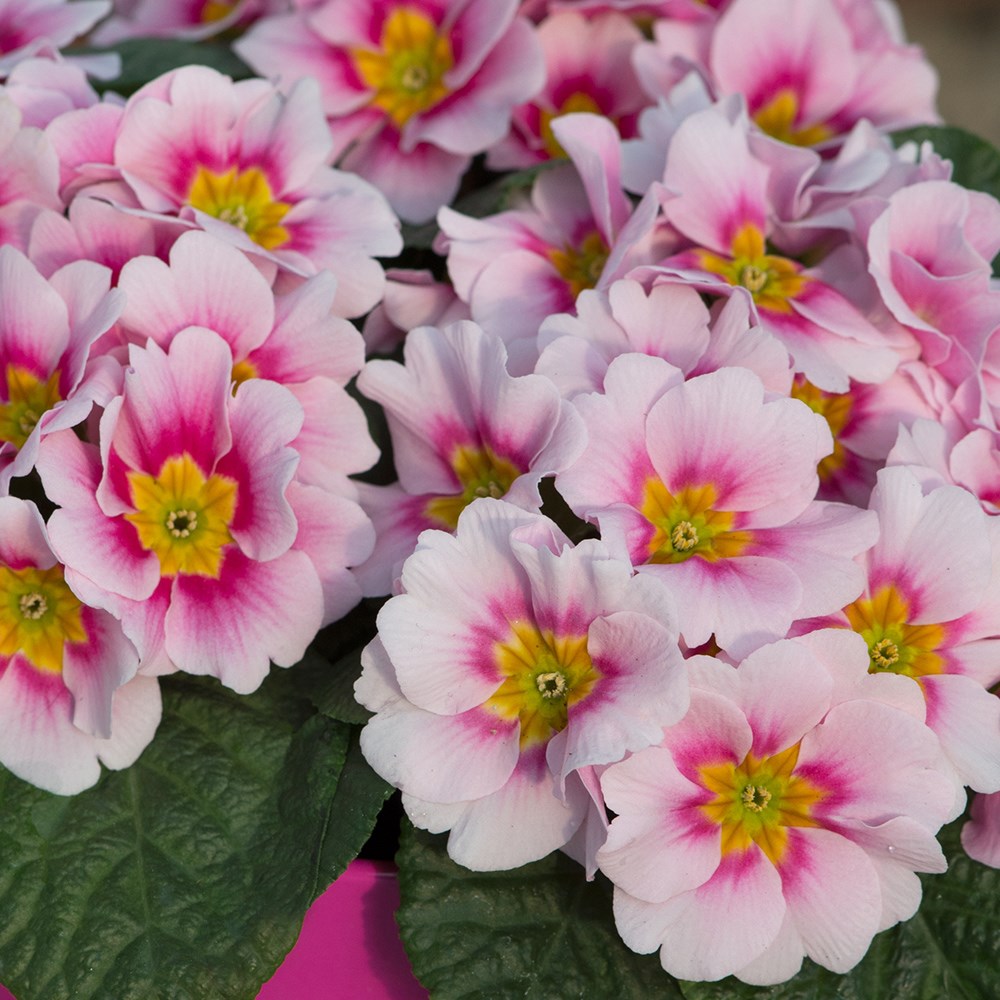 <i>Primula</i> 'Bonneli Appleblossom'