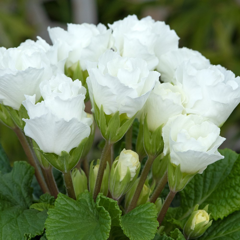 <i>Primula</i> 'Elle'
