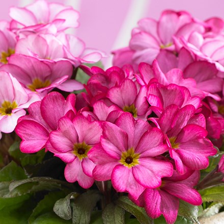 Primula Nature