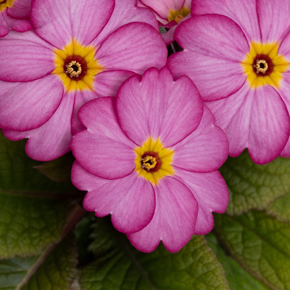 <i>Primula</i> 'Nature'