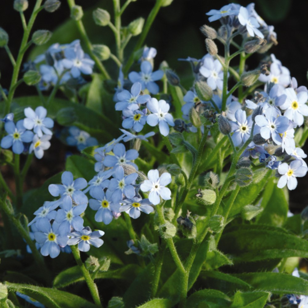 forget me not 'Mon Amie Blue'