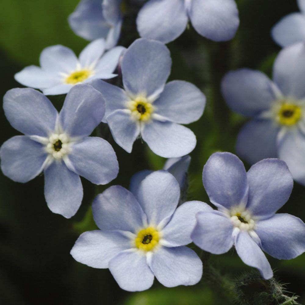 forget me not 'Mon Amie Blue'