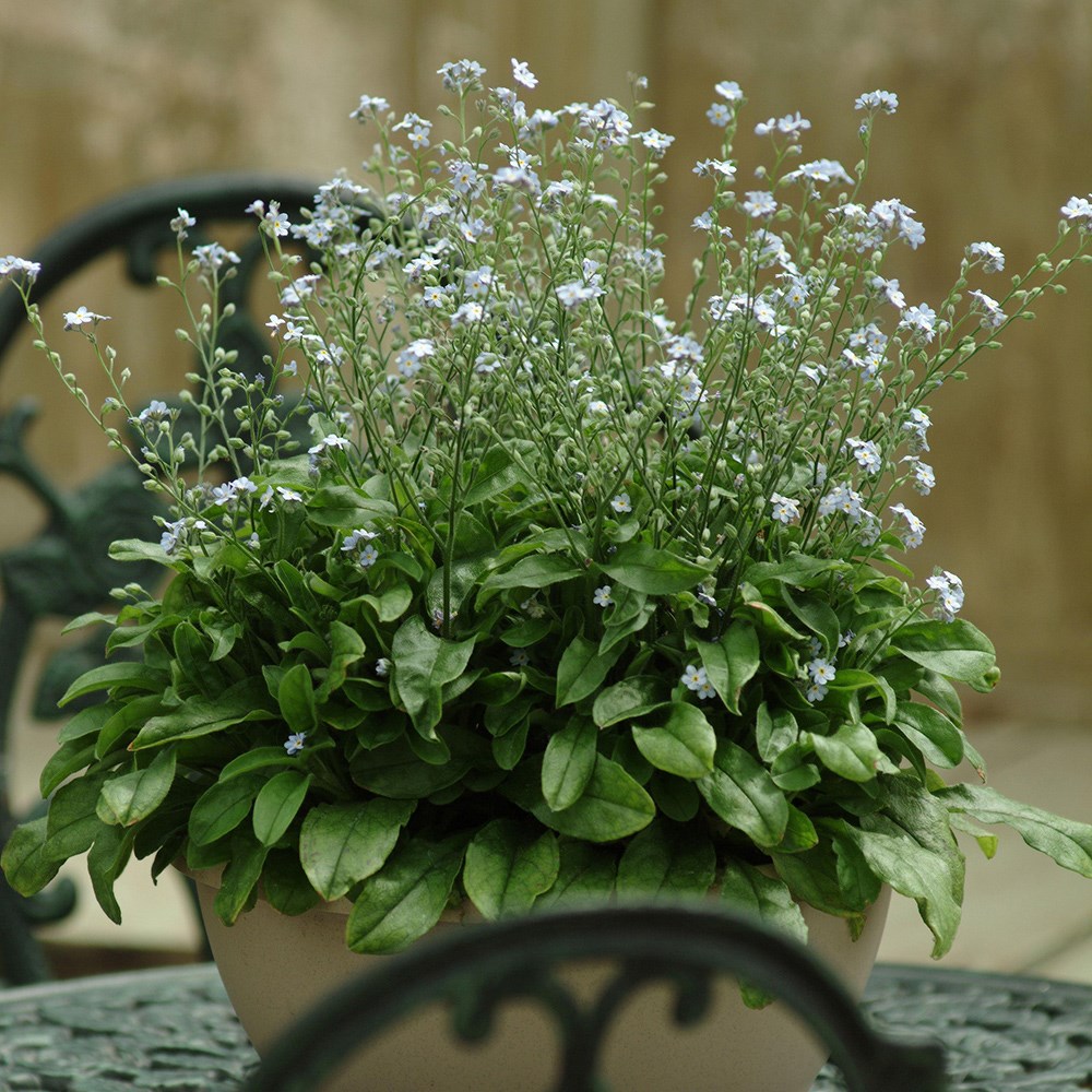 forget me not 'Mon Amie Blue'