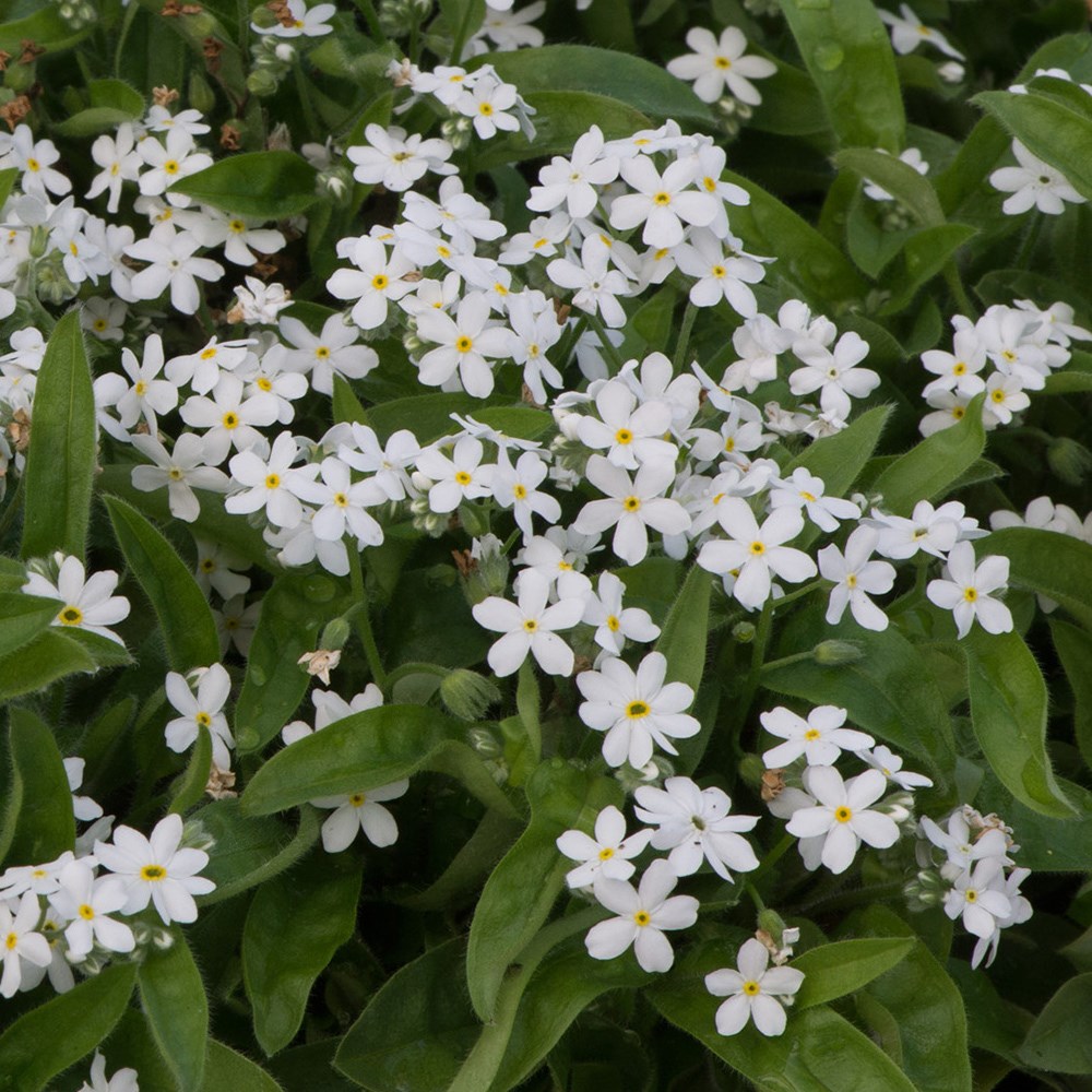 forget me not 'Mon Amie White'