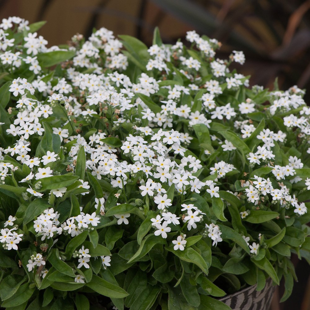 forget me not 'Mon Amie White'