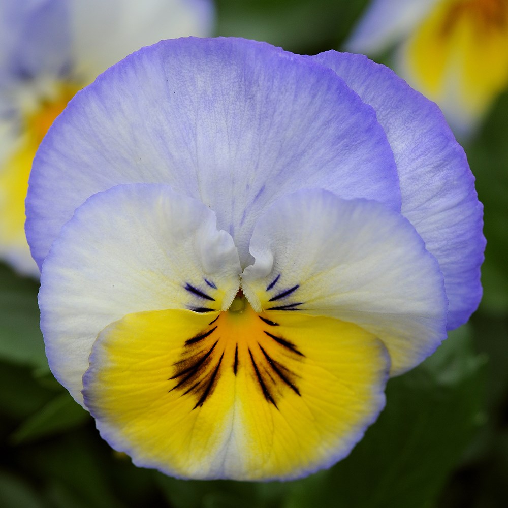 pansy 'Cool Wave Blueberry Swirl'
