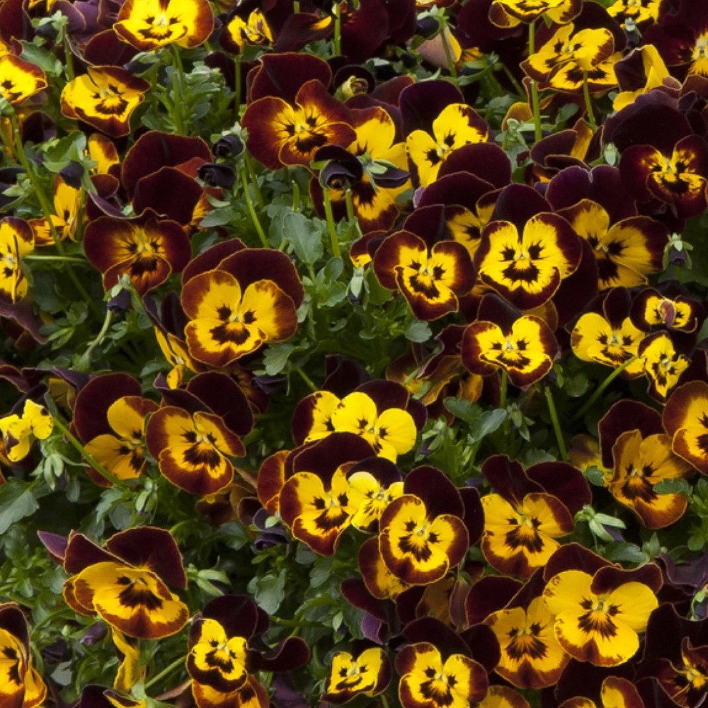 pansy 'Cool Wave Fire'
