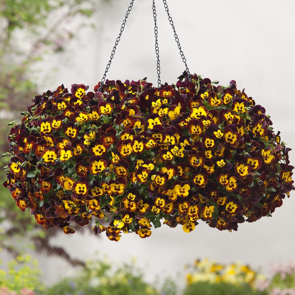 pansy 'Cool Wave Fire'