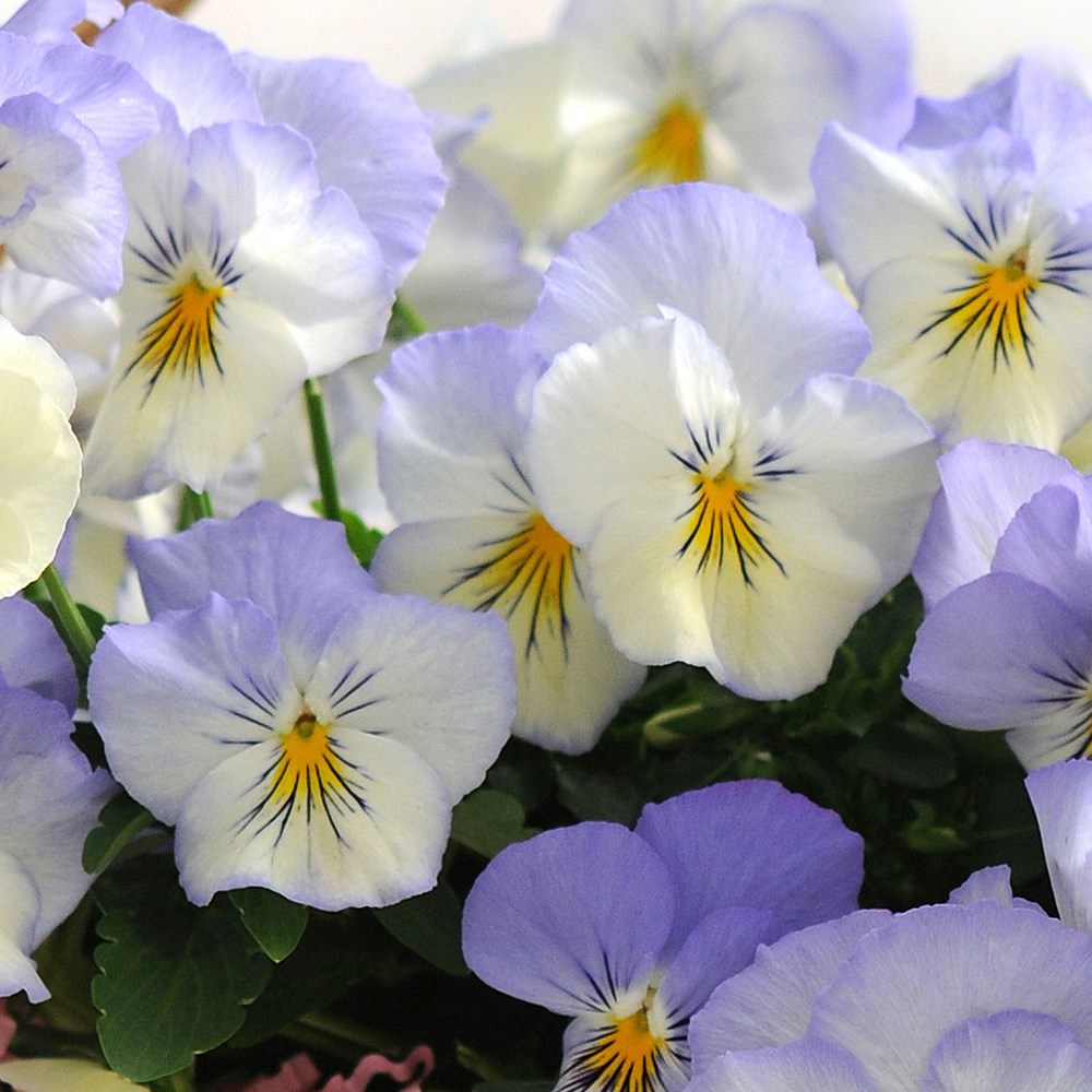 pansy 'Cool Wave Frost'