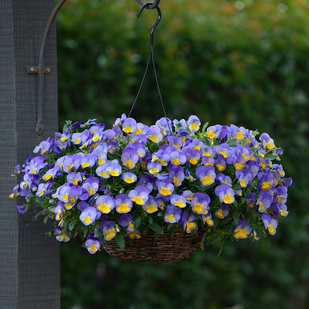 pansy 'Cool Wave Morpho'