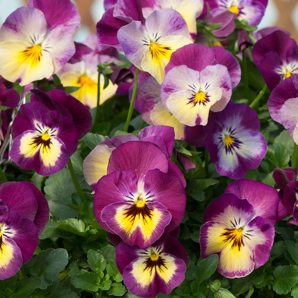 pansy 'Cool Wave Raspberry Swirl'