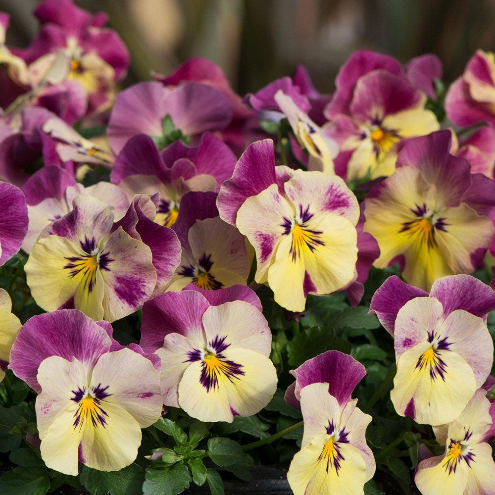 pansy 'Cool Wave Raspberry Swirl'