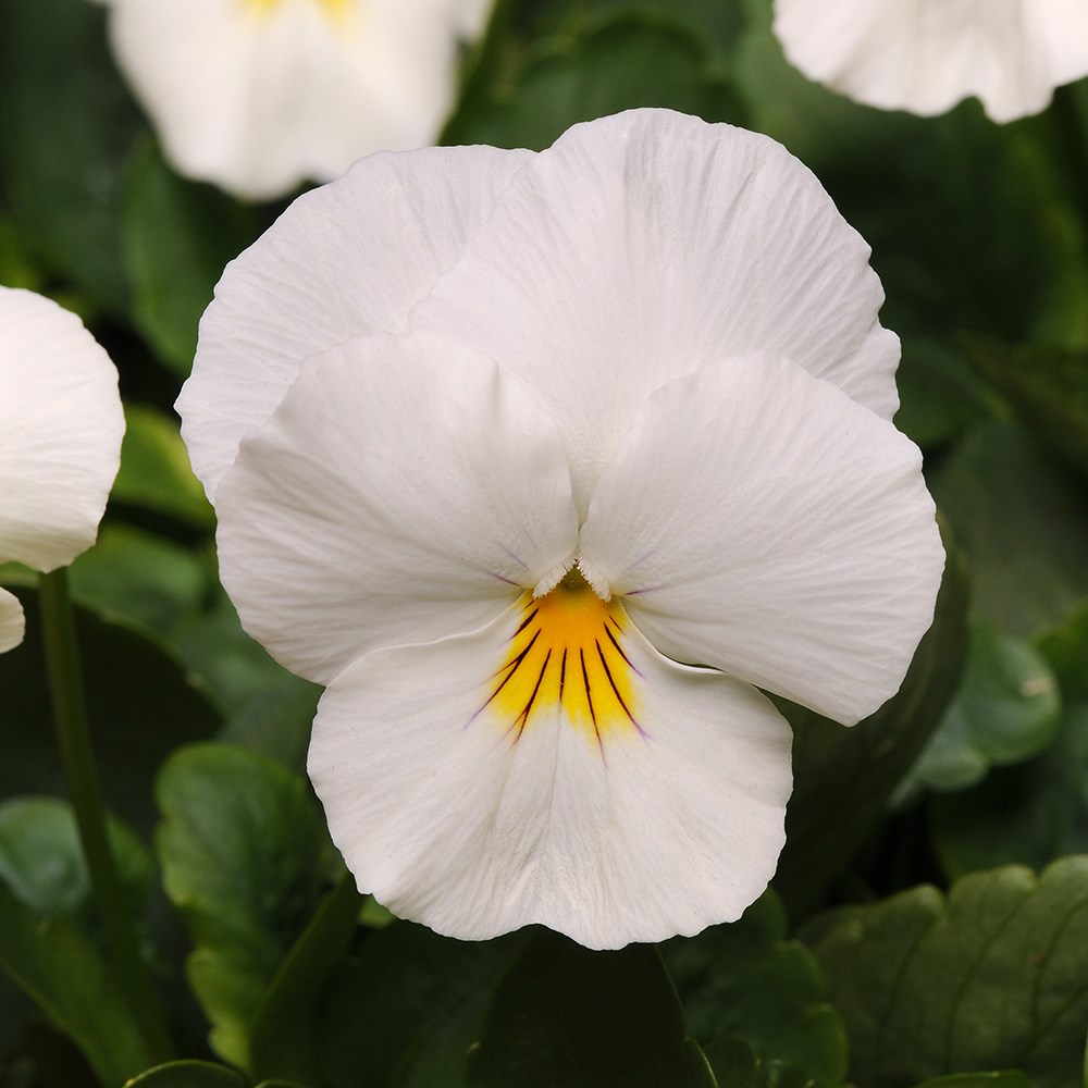 pansy 'Cool Wave White'