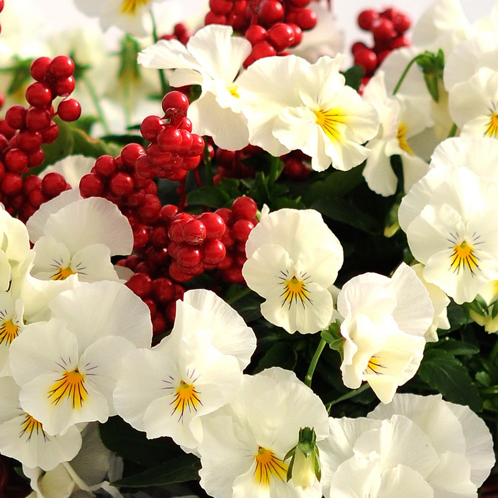 pansy 'Cool Wave White'
