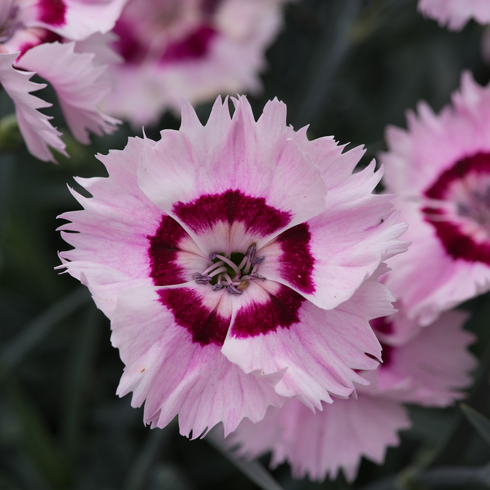 Dianthus (Allwoodii Group) <b class=small-caps>Cherry Daiquiri</b> ('Wp15Pie42') (PBR) (Cocktail Series)