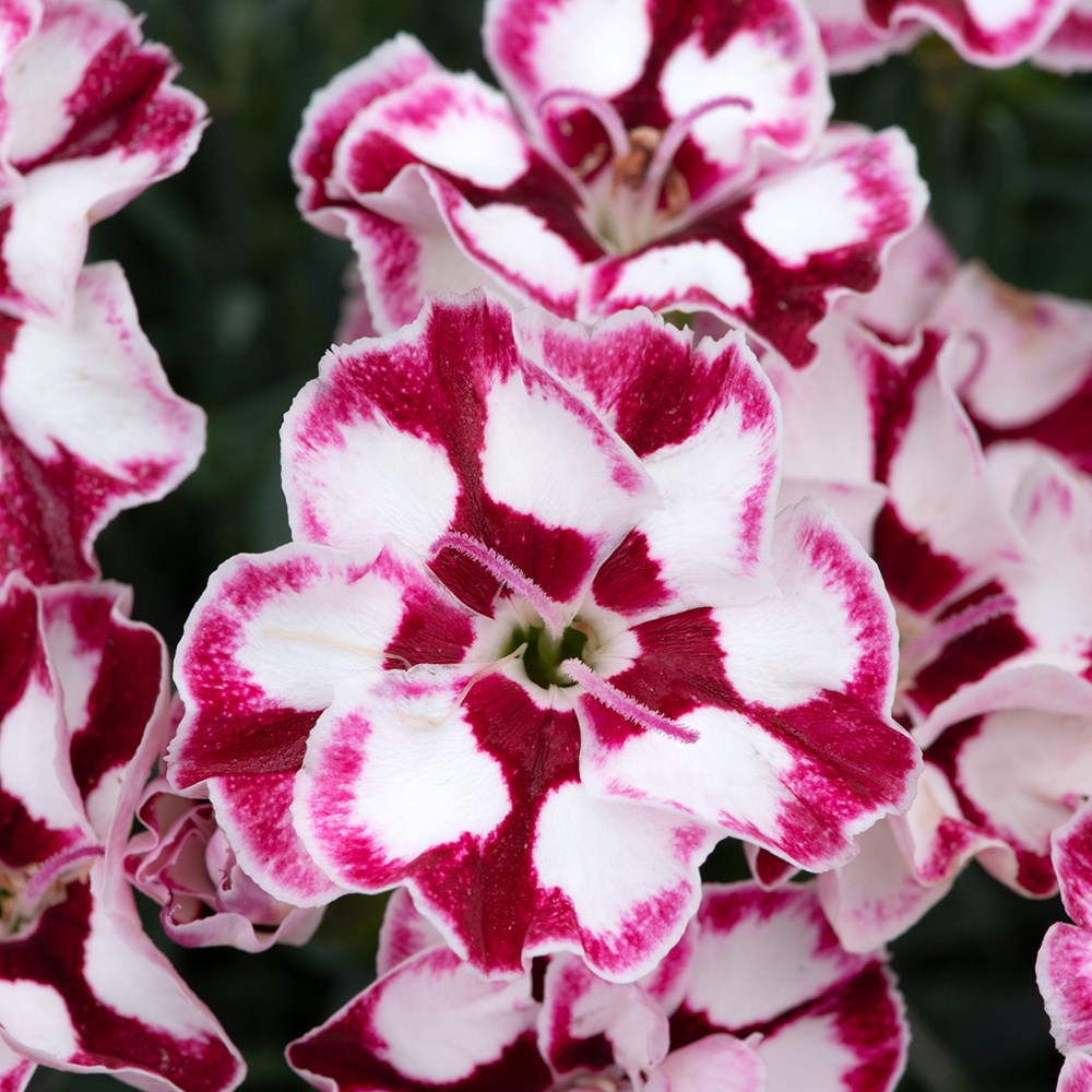 <i>Dianthus</i> (Allwoodii Group) 'Diantica Cremarena'