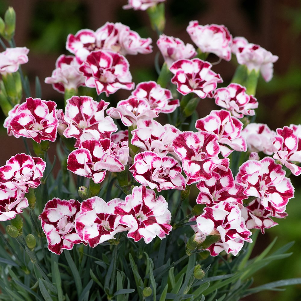 <i>Dianthus</i> (Allwoodii Group) 'Diantica Cremarena'