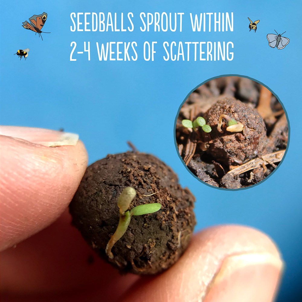 Seedballs native annual wildflowers