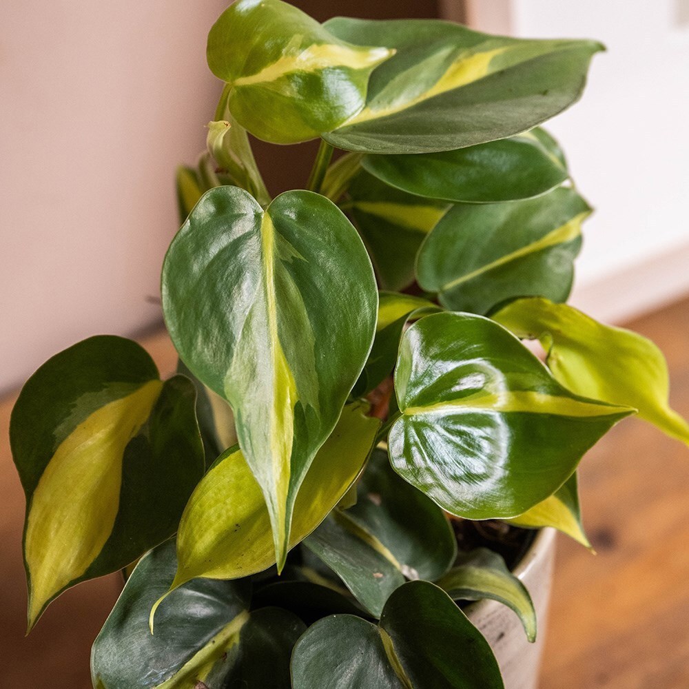 <i>Philodendron scandens</i> 'Brasil'