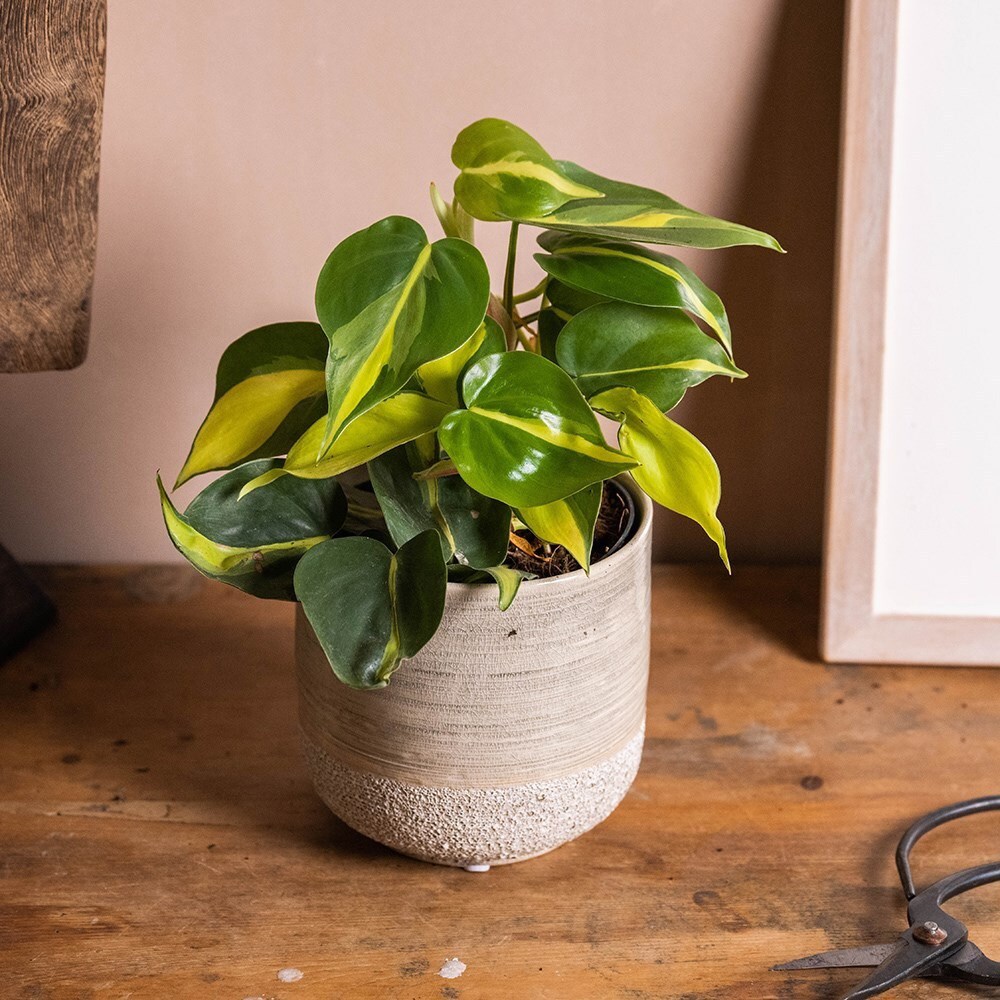 <i>Philodendron scandens</i> 'Brasil'