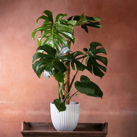 Monstera deliciosa